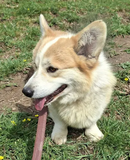 Welsh Corgi Pembroke Rüde