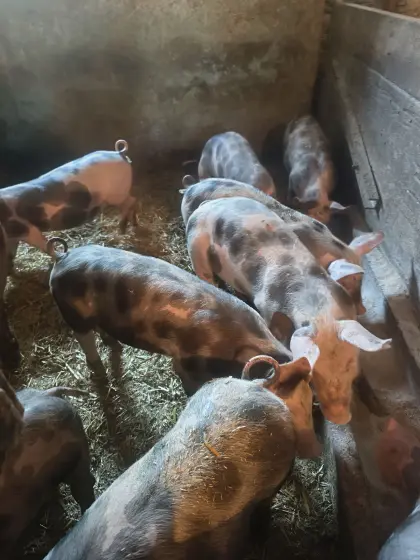 Ferkel, Duroc x Pietrain