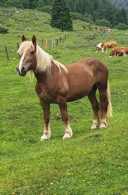 Noriker Fuchsstute