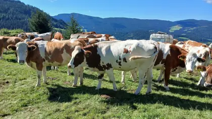 Bio-Kalbinnen, hochträchtig