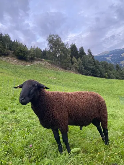 Jura-Widder