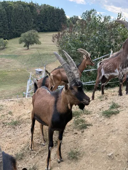 Aosta-Bock