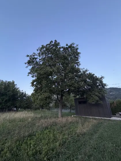 Nussbaum in Wolfsberg kostenlos abzugeben, Selbstfällung