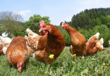 Eier aus Freilandhaltung