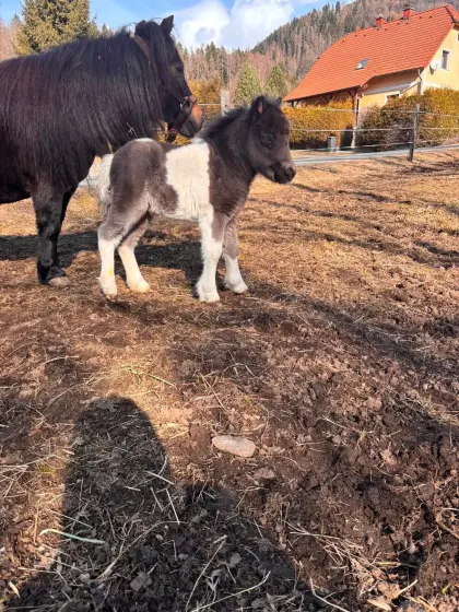 Minipony Stutfohlen