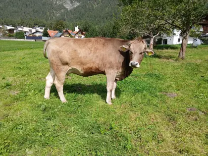 Förderfähige Original Braunviehkalbin: Kalbung Ende Oktober