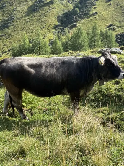 Verkaufe 2 Grauviehkalbinnen