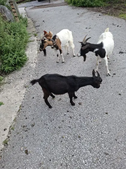 Zwergziegen