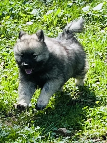 Wolfsspitz-/Großspitz-Welpen