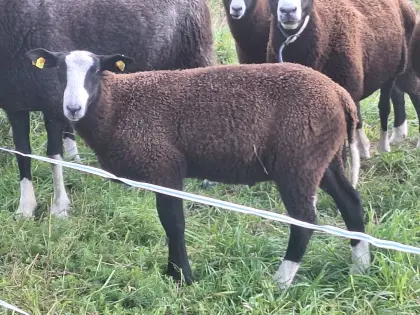 Bio Zwartbles, Jungwidder mit Abstammung