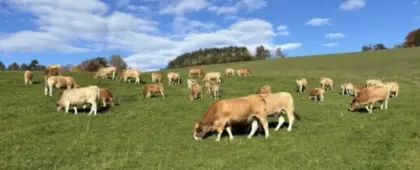 Aubrac-Kuh mit männlichem Kalb