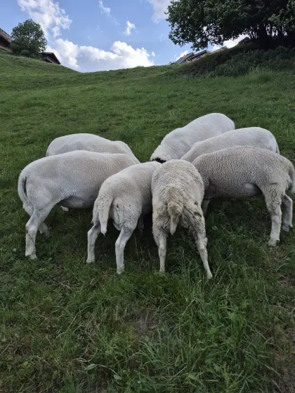 Dorperschafe