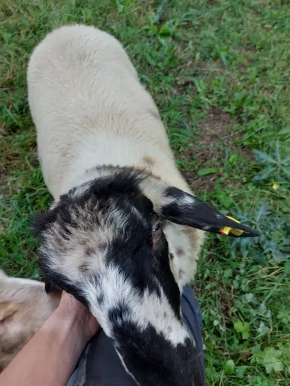 Junger Widder (Brillenschaf x Schwarzkopf)