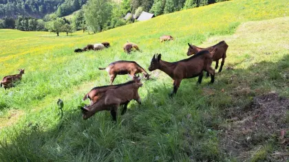 Gemsfarbige Gebirgsziege
