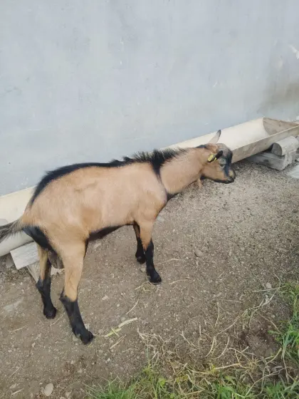 Ziegenbock