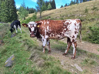 Bio-Normande-Kalbin