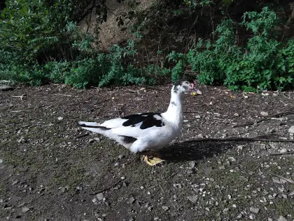 Moschusenten abzugeben.