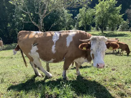 Bio-Mutterkuh mit Stierkalb