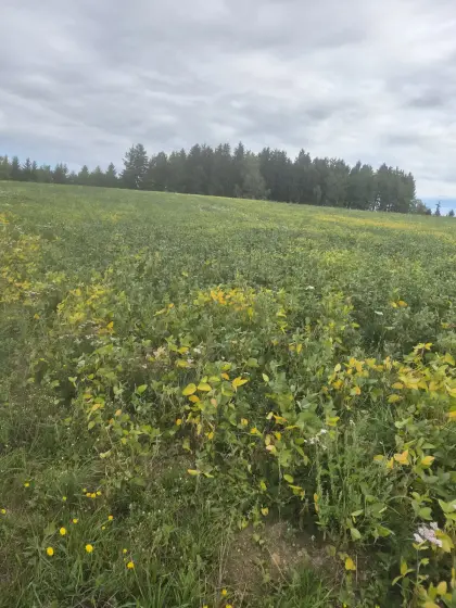 Sojabohnen