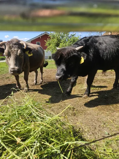 Dahomey-Minimkühe, Stier und Kuh