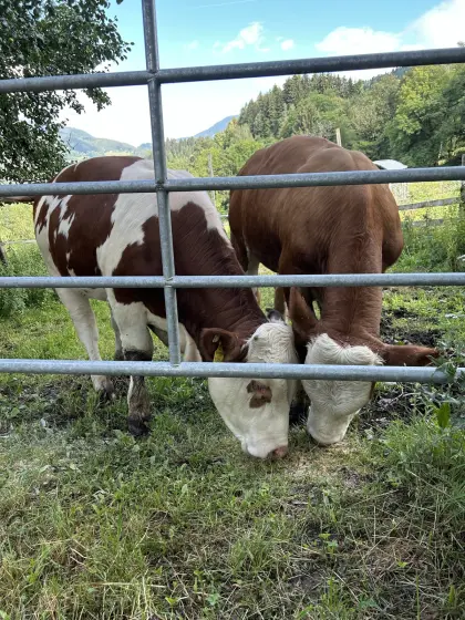 Zwei Fleckviehstiere zu verkaufen