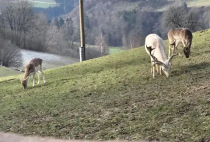 Damwild, Schmaltiere und Spießer
