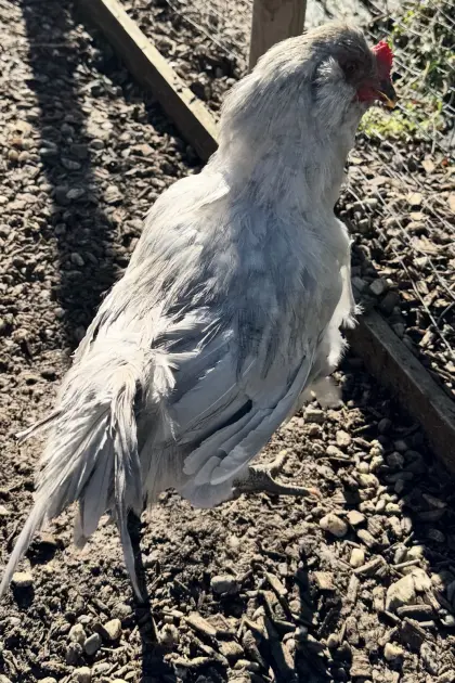 Lavender Araucana Hahn