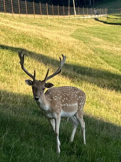 Damhirsch