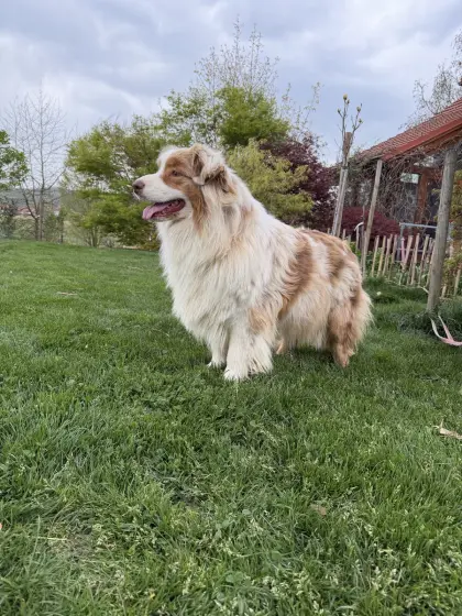Australian Shepherds