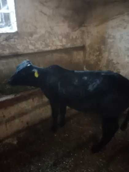 Zwerg-Zebu-Jungstier zu verkaufen