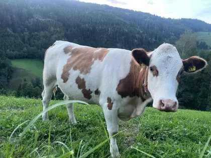 Bio-Kalbin trächtig