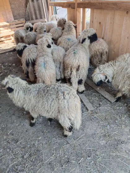 Walliser Schwarznasen und Ziegen