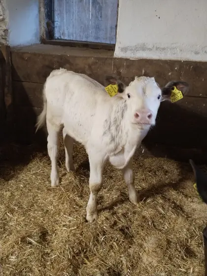 Kalb, weiblich