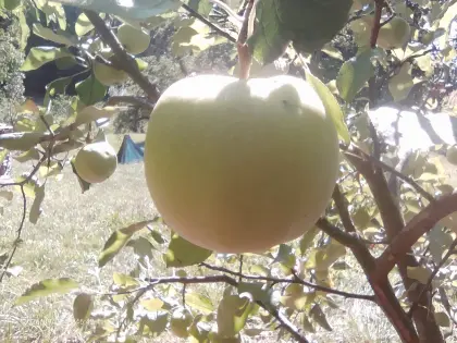 Äpfel, unbehandelt, alte Sorten