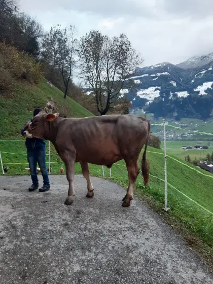 Braunswiss-Stier