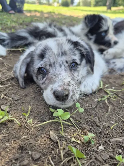 Corgi x Border Collie Rüde