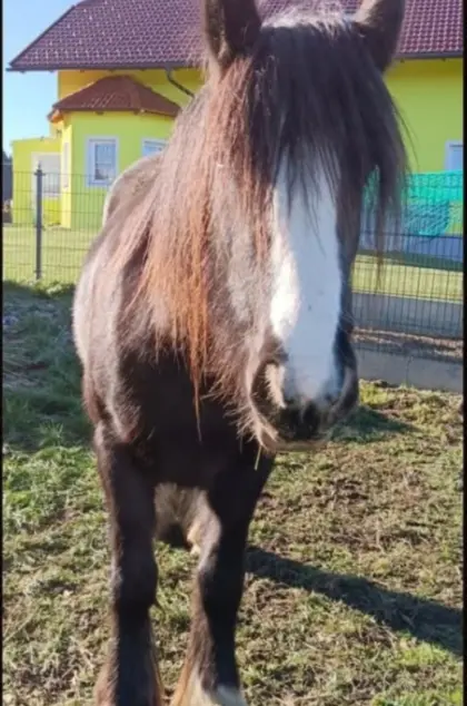 Herzensbrecher-Duo: Tinker-Stute, Haflinger-Hengst