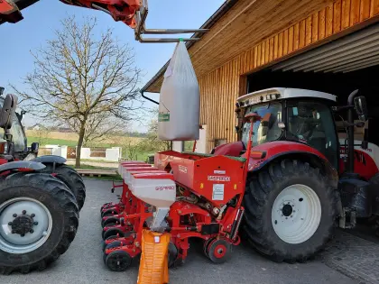 Maisanbau