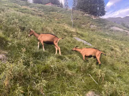 GGZ Ziegenkitze