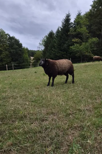 Blaues Texel Schafbock