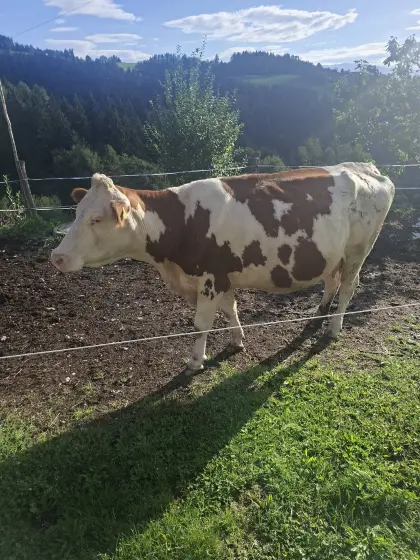 Bio-Fleckviehkuh, trächtig
