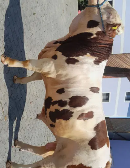 Verkaufe Fleckviehstiere