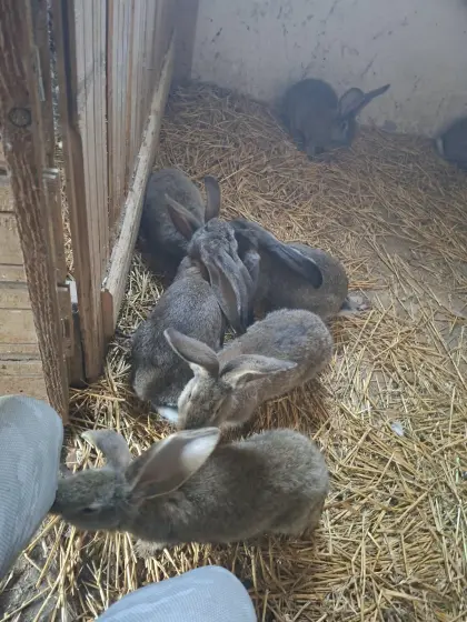 Riesen-Mix Kaninchen