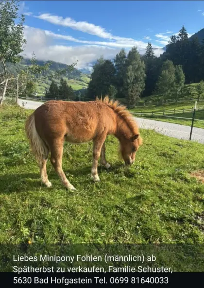 Minipony-Fohlen