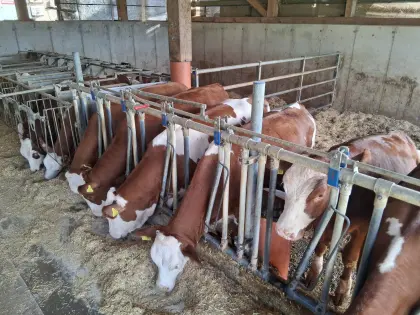 Jungkalbinnen 6–12 Monate (5 Tiere)