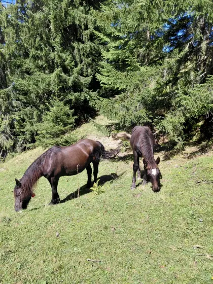 Muray-Ricarda, Noriker-Stute