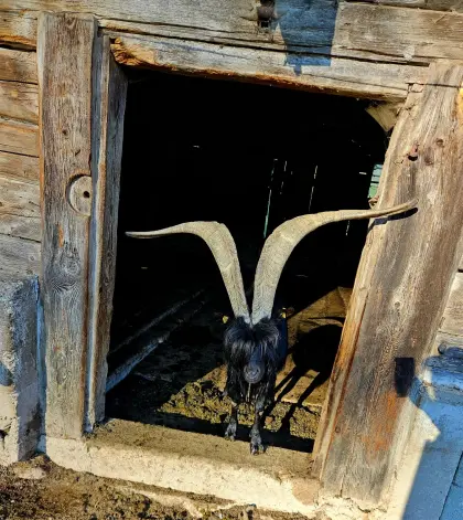 Aosta-Bock