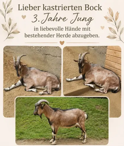 Kastrierter Zwergziegenbock