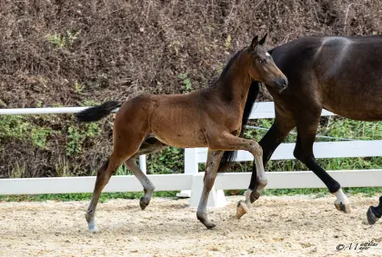 Vom Allerfeinsten SA, österr. Warmblut Hengst