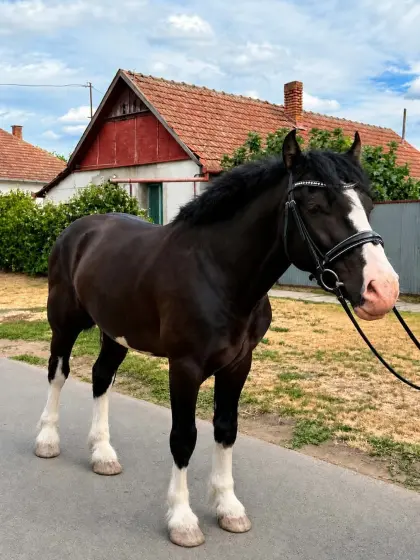 Zuckerbub sucht ein neues Zuhause!